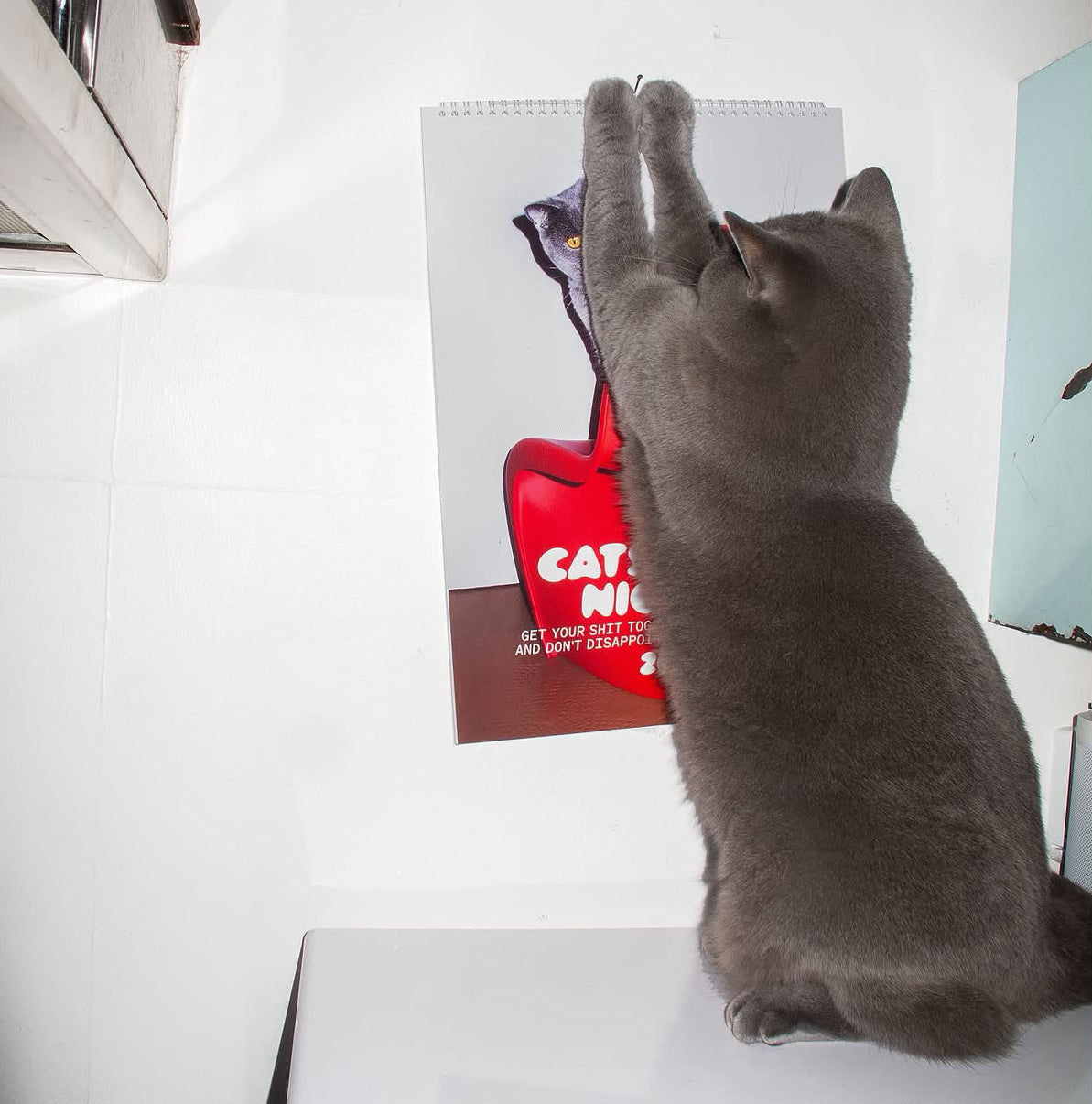 Cats on Nice Shit Kalender 2027 – Katze greift spielerisch nach aufgehängtem Wandkalender