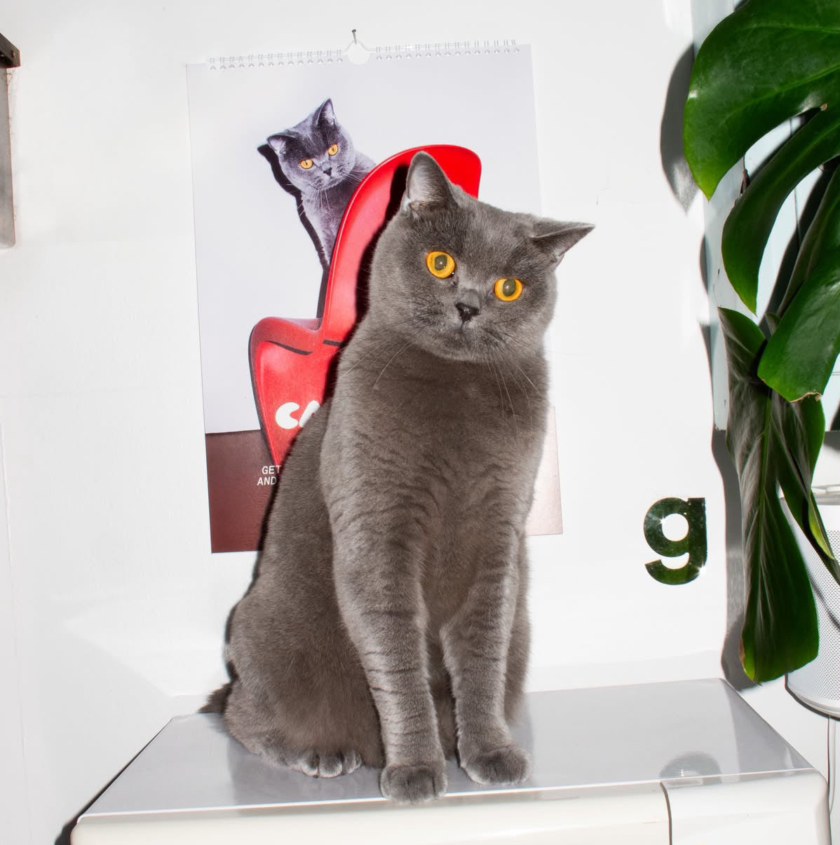 Cats on Nice Shit Kalender 2027 – Lifestyle graue Katze sitzt vor aufgehängtem Kalender an Wand